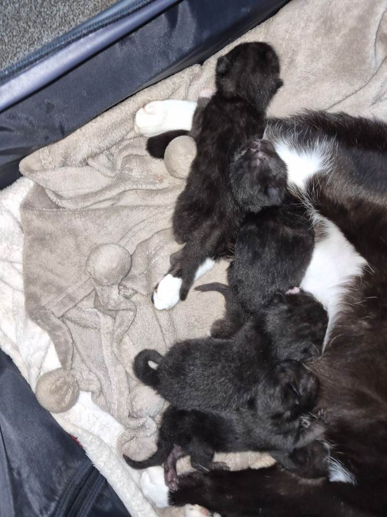 3 boy Black and white kittens 