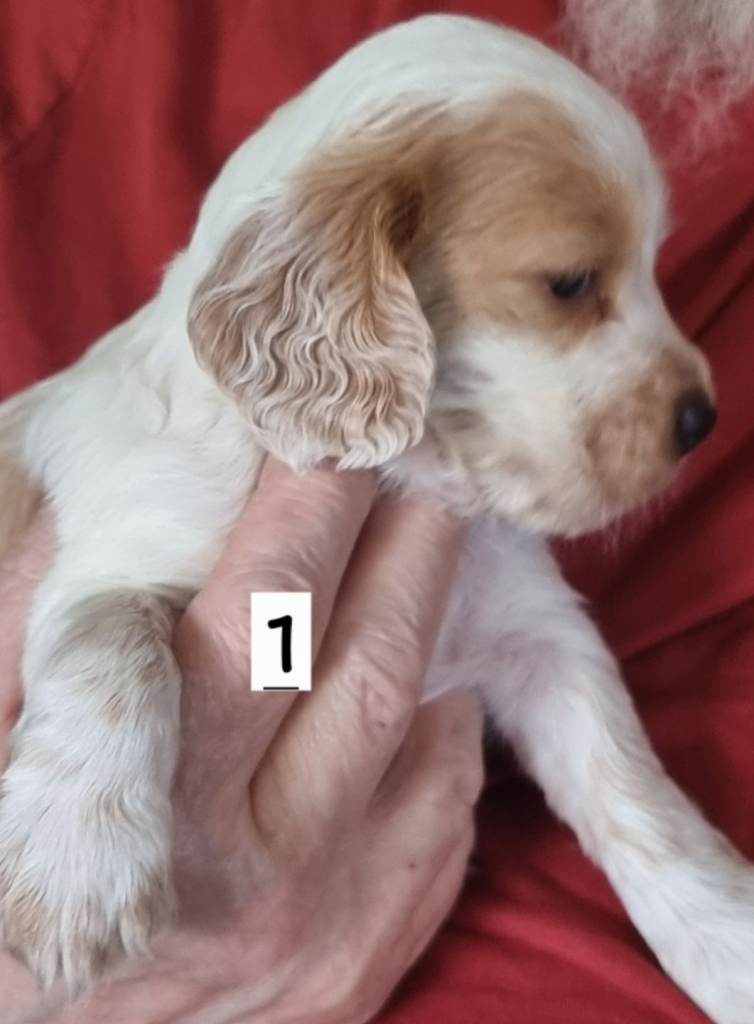 Cocker spaniel pups 