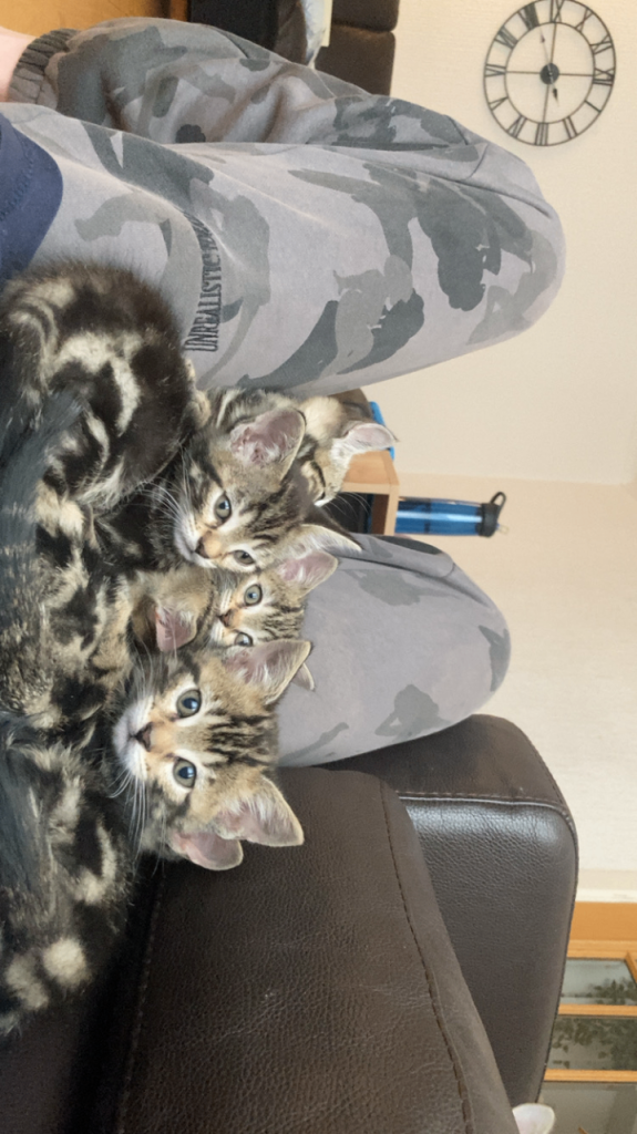 Kittens for sale 
