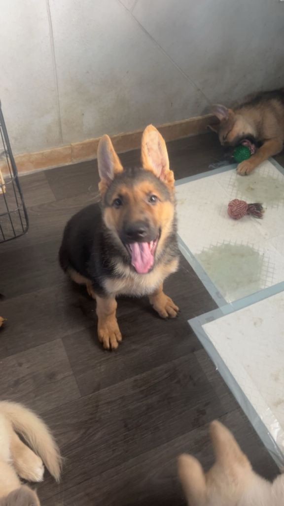 German shepherd puppies