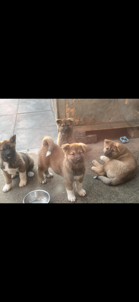Akita