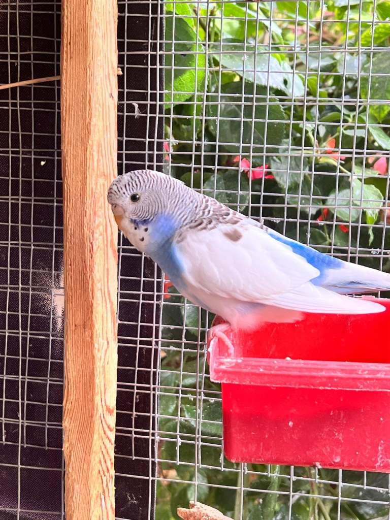 Budgies