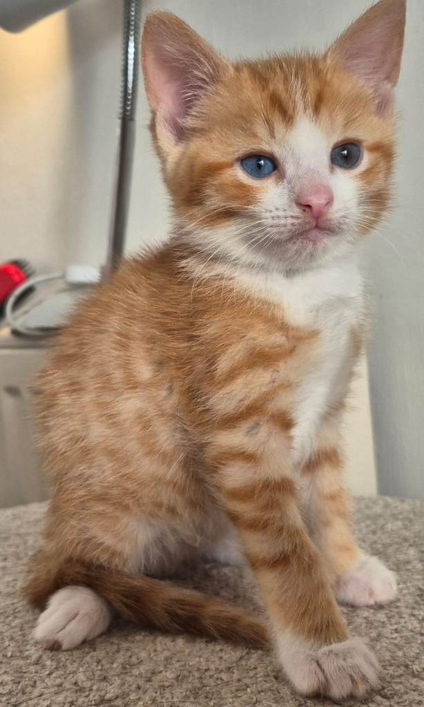 3 beautiful male kittens, ready for their forever home 