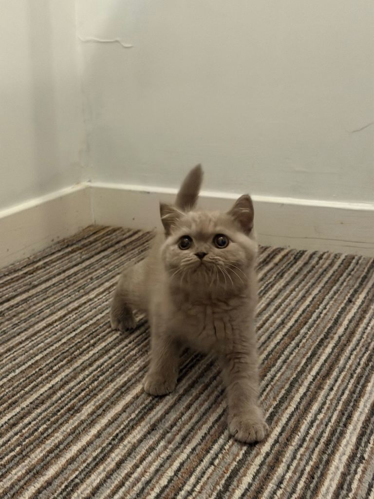 British shorthair kittens (only one boy left)