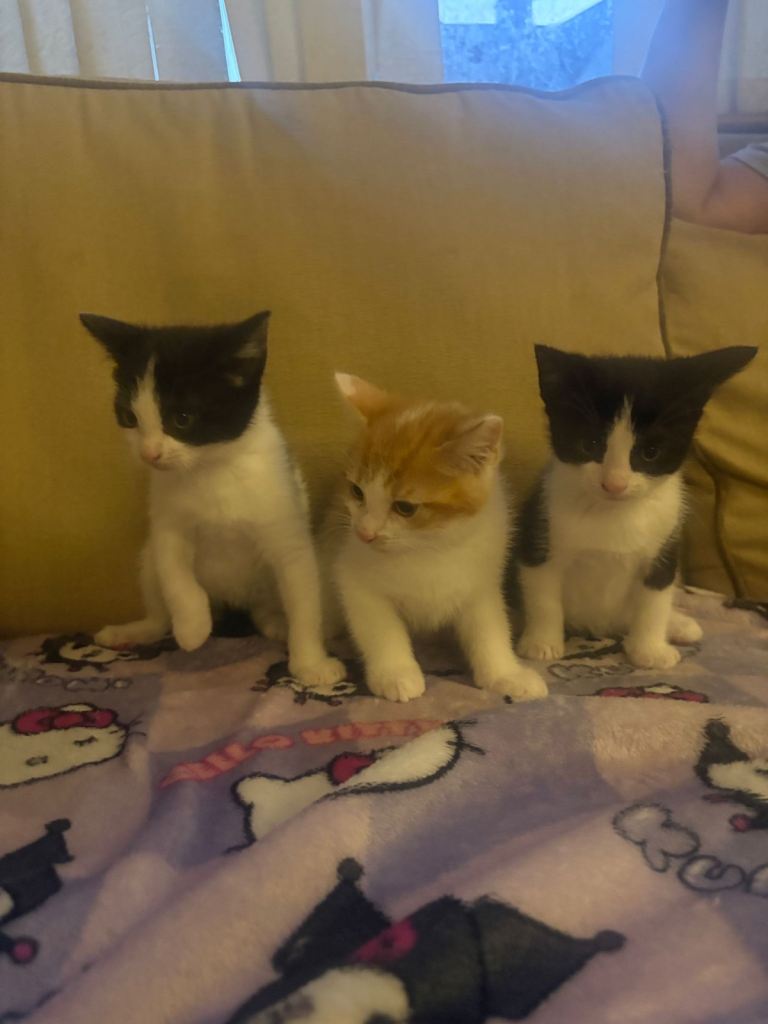 Gorgeous kittens