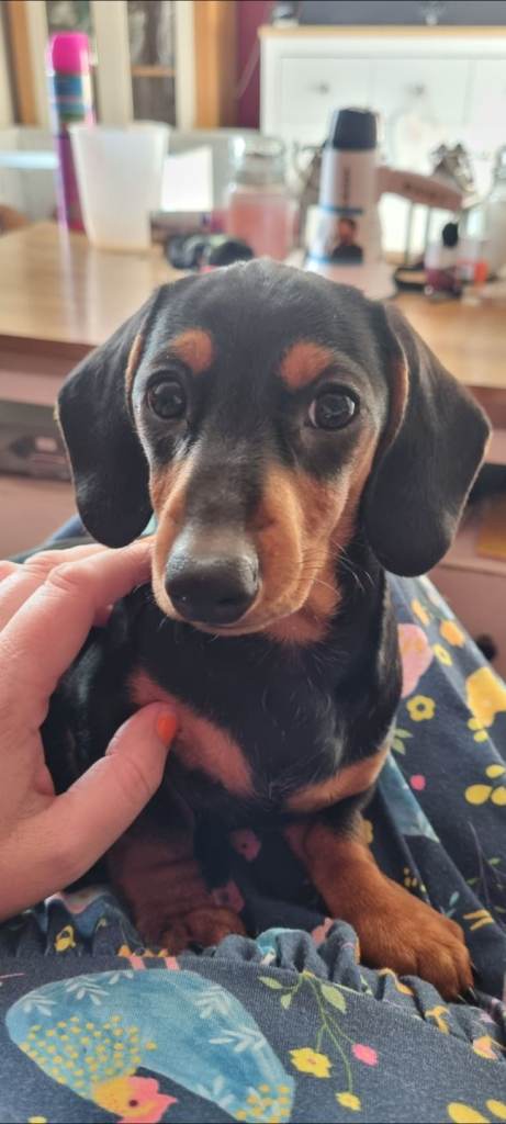 Tweenie sized dachshunds for sale 