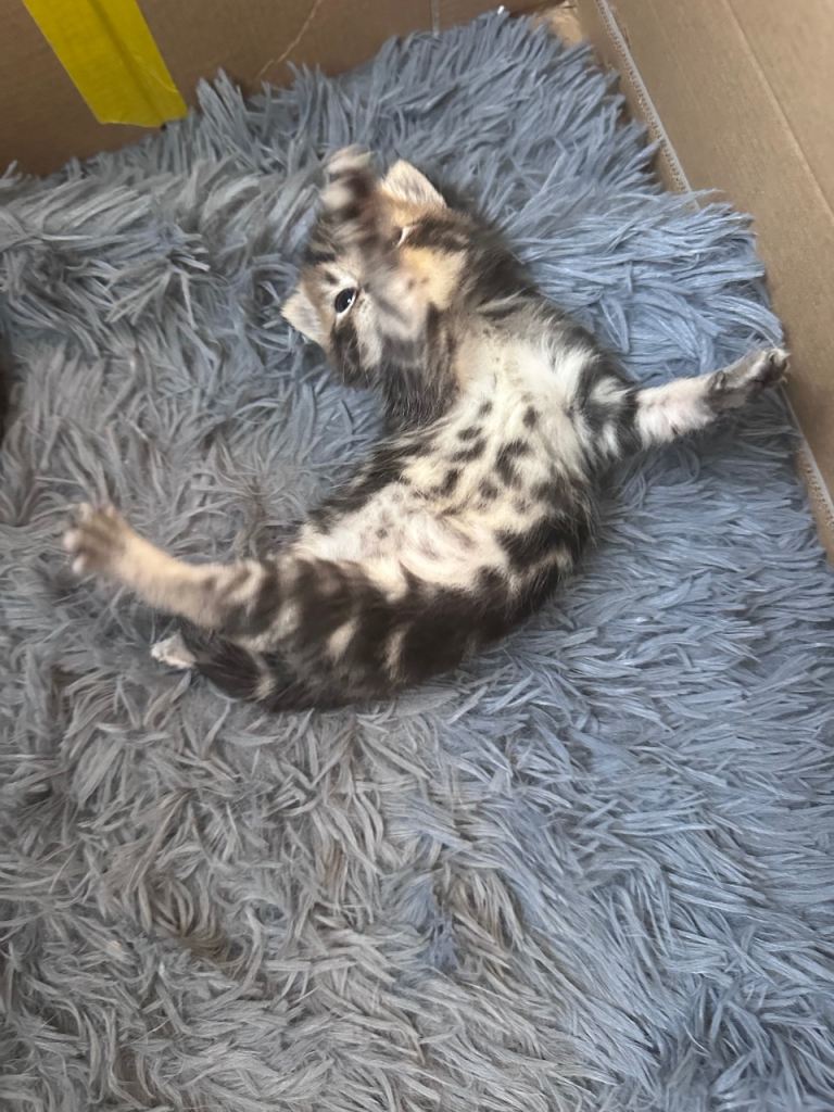 Mixed Russian Blue & Tabby , Only two girls left ! Reserve now 