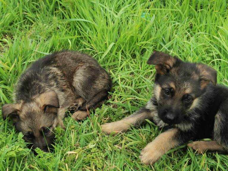German  Shepherd  puppies 