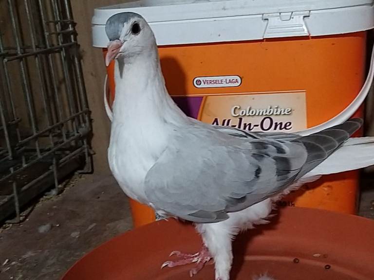 Afghan Pigeons for sale 