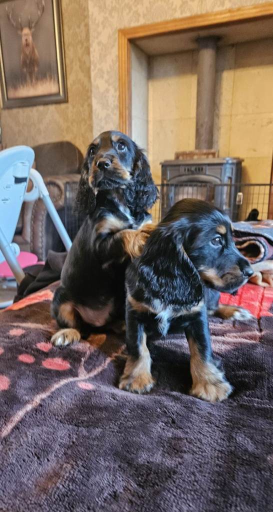cocker spaniel 