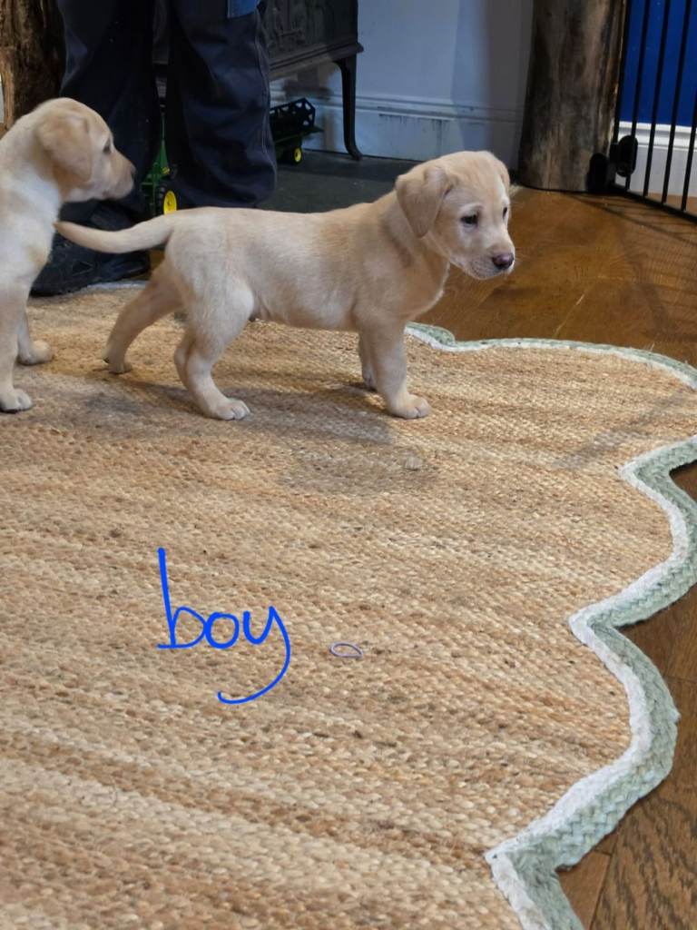 Labrador retriever puppies for sale 