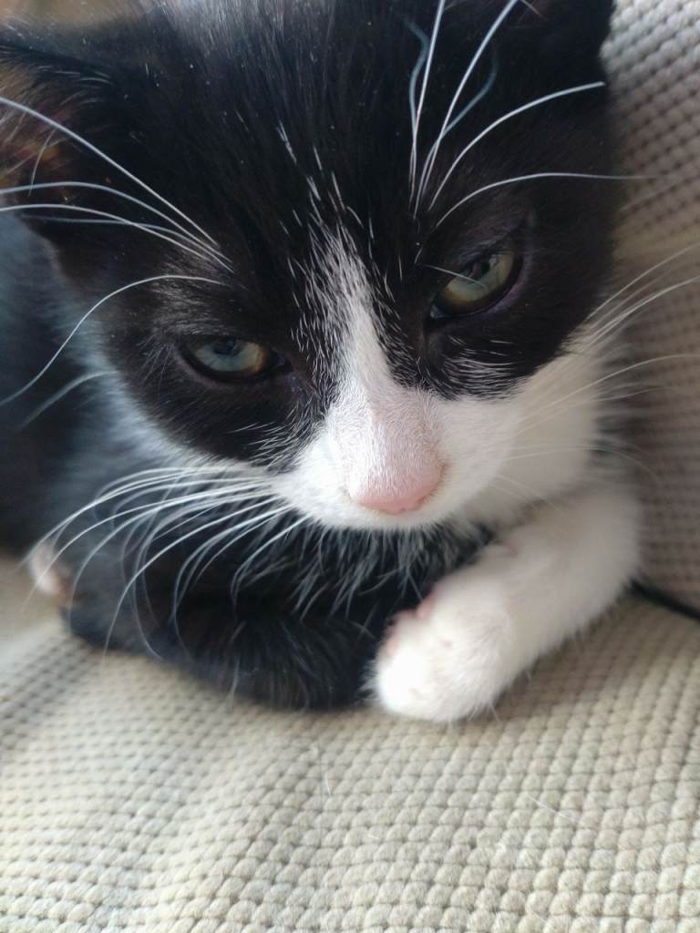 Female kitten for sale 