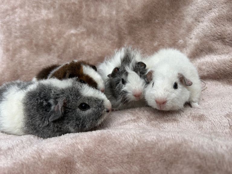 Baby boar guinea pigs