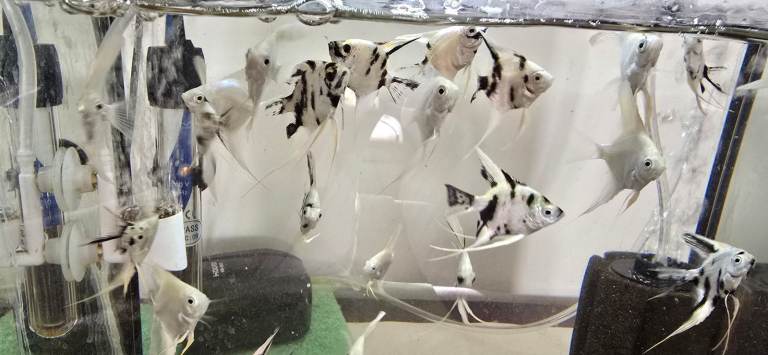 Aquarium Including Angel Fish 
