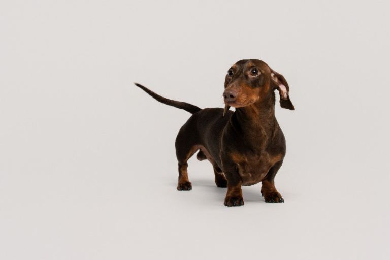 Miniature Dachshund for Rehoming – Loving Home Essential