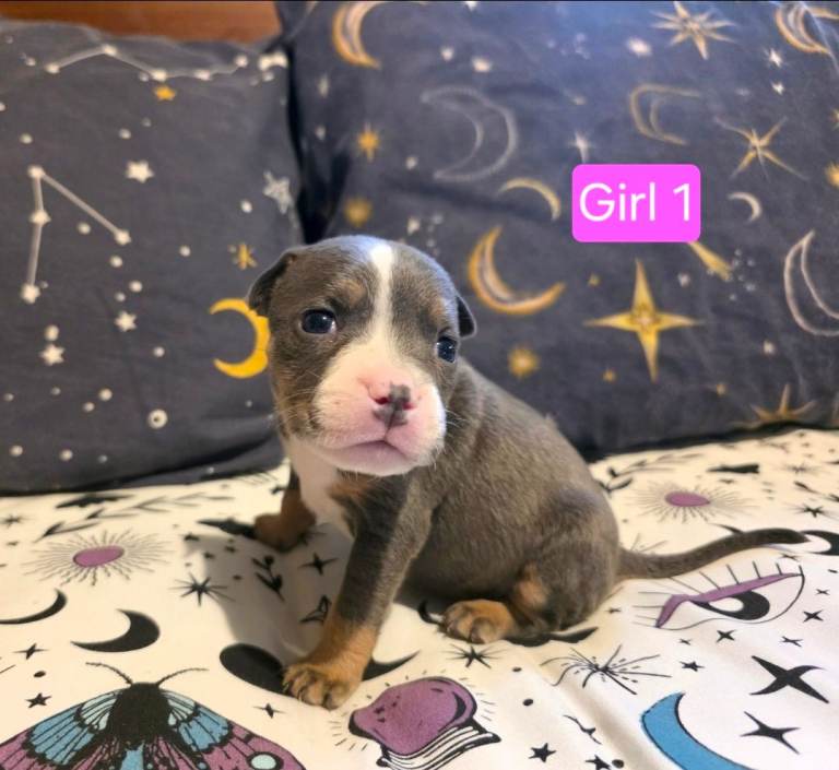 Staffordshire Bull Terrier Puppies - Female and Male