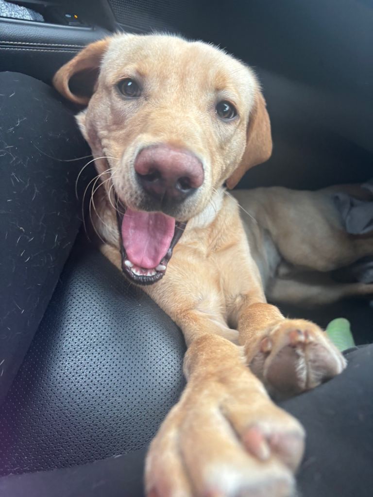 Beautiful Full lab 