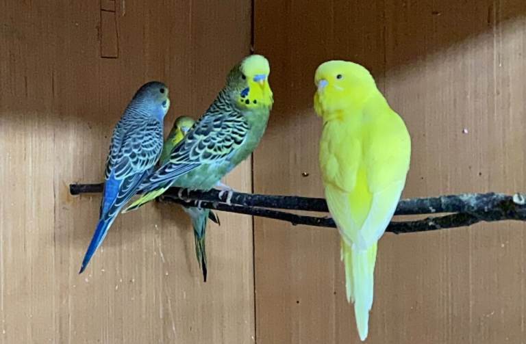 Quality Baby Budgies for sale