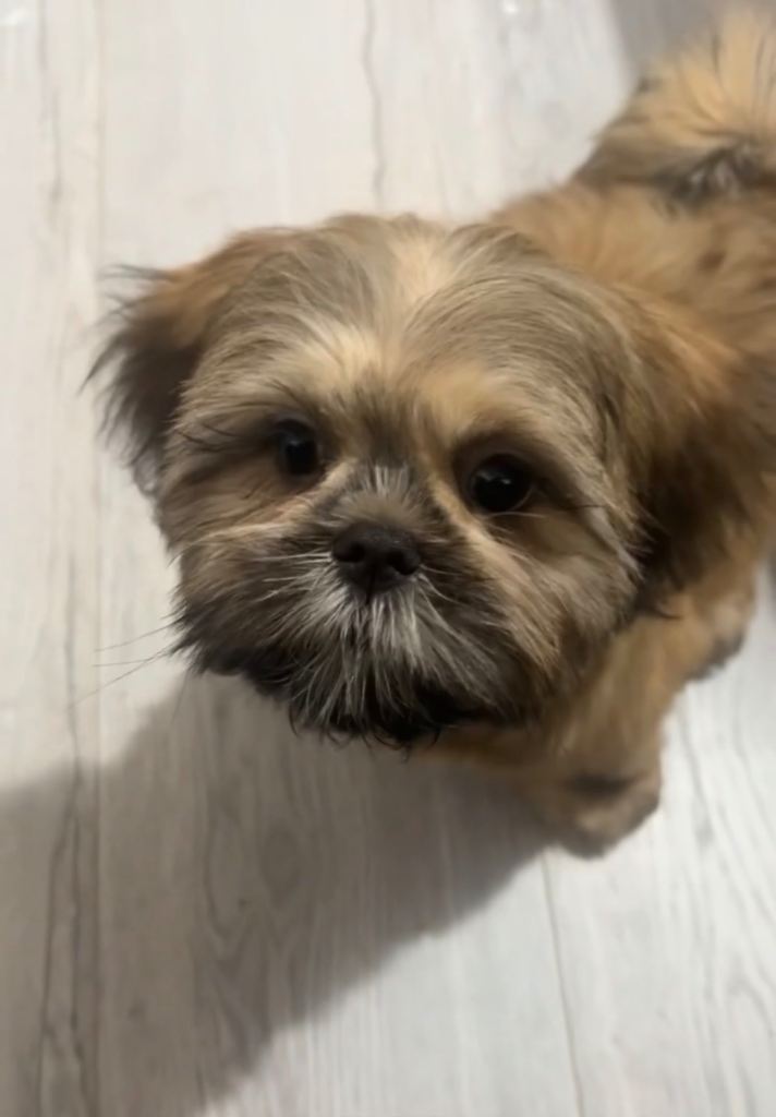 Shih Apso puppy  