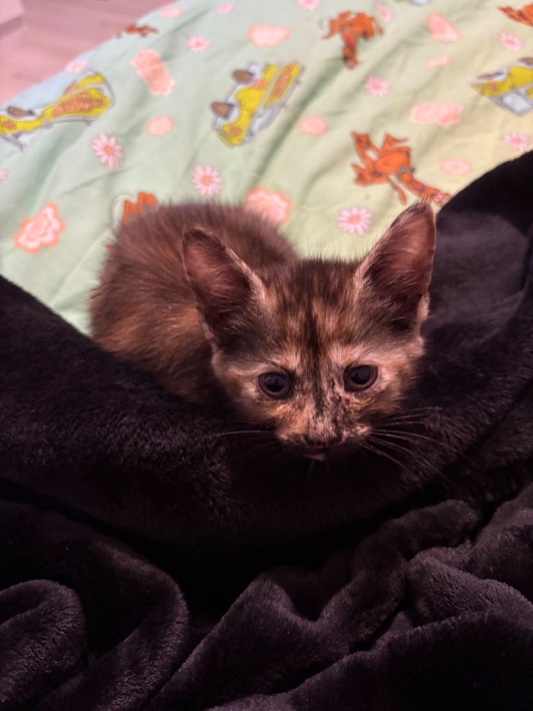 Kitty 