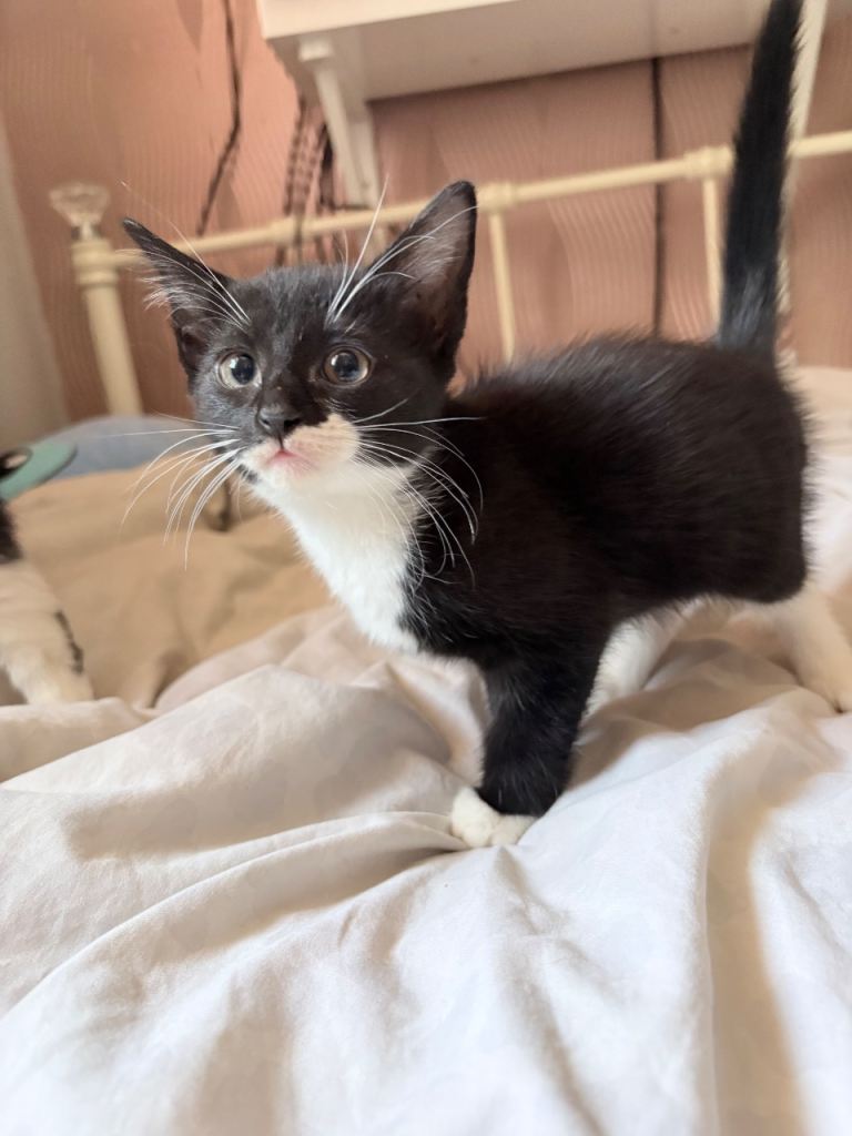4 kittens looking for their forever home 