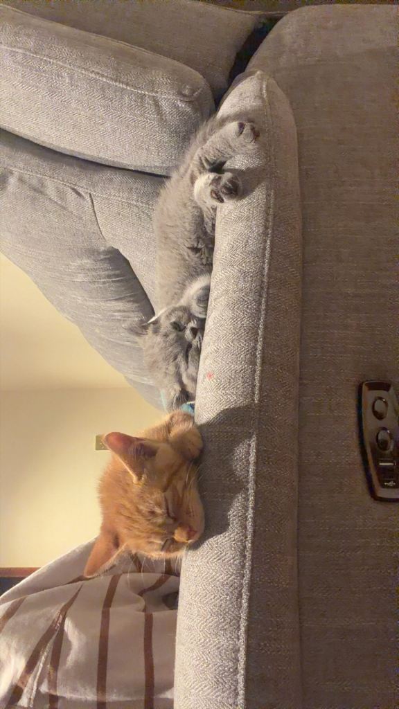 two lovely kittens for sale