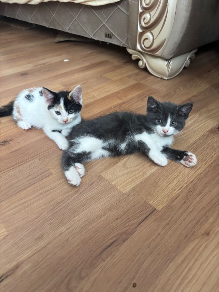 4 Kittens for Sale Adorable Kittens Looking for Forever Homes