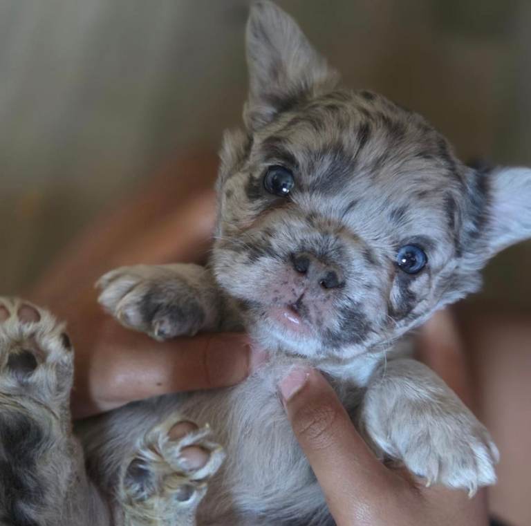 Visual Fluffy French Bulldog Puppies 