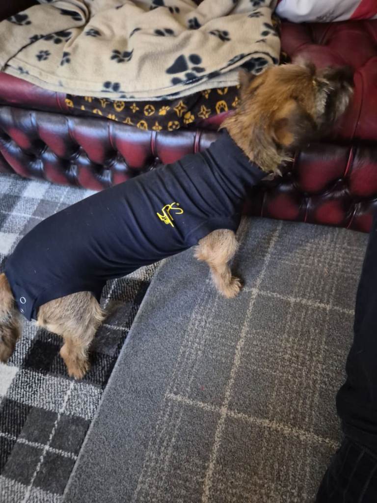 Adorable labrador pups