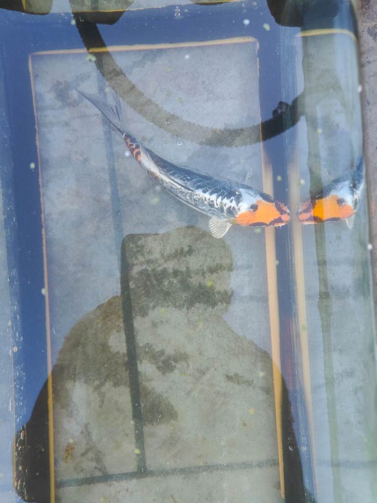 Koi Carp for Sale
