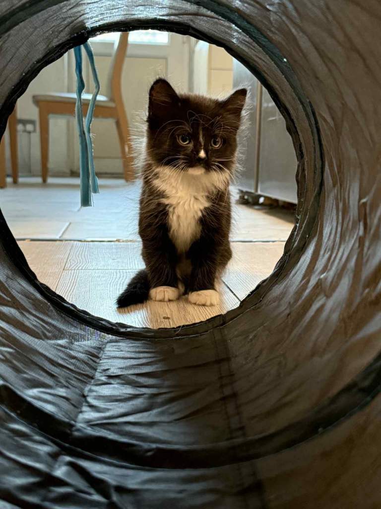 Kittens OPEN TO OFFERS GREY CAT SOLD