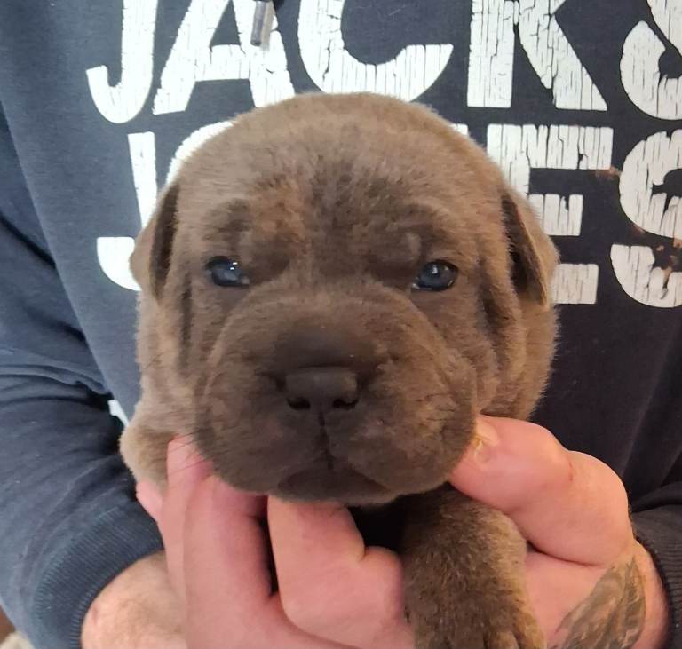 Blue staffy x sharpei 