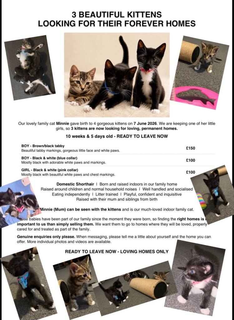 Kittens for sale 