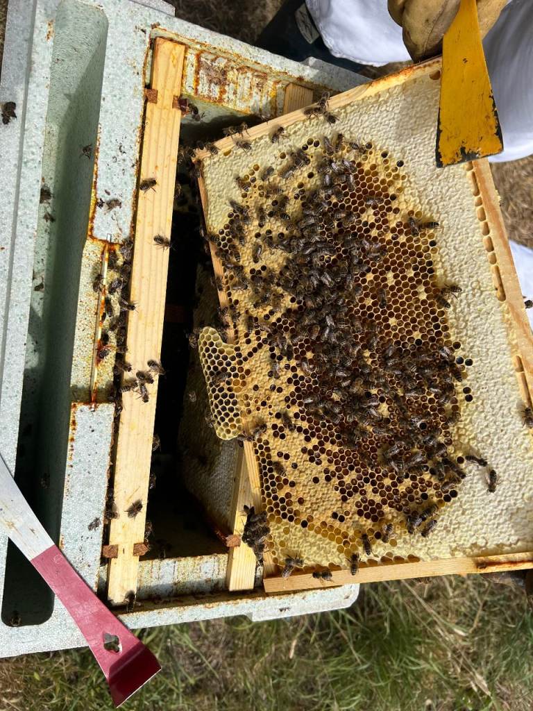 Bee colony in a 6 frame Poly Nuc Box