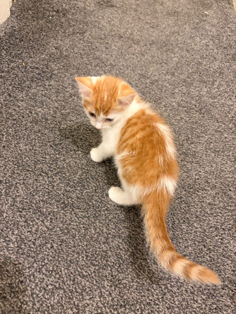 Male Kitten 9 weeks old 