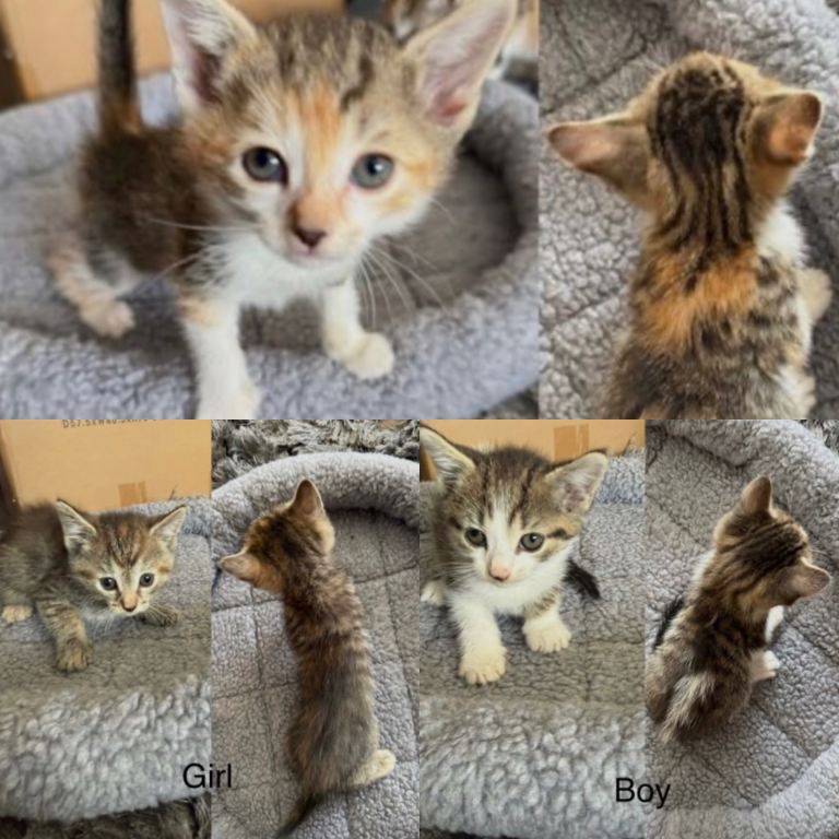 3 kittens for sale