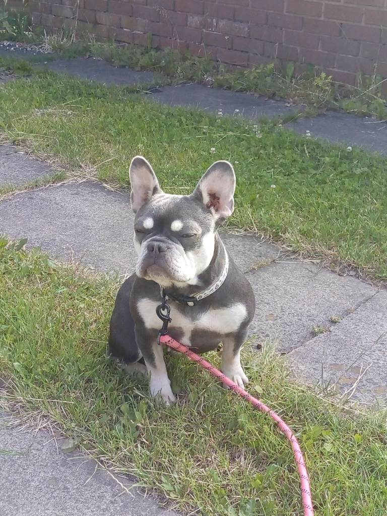 French Bulldog
