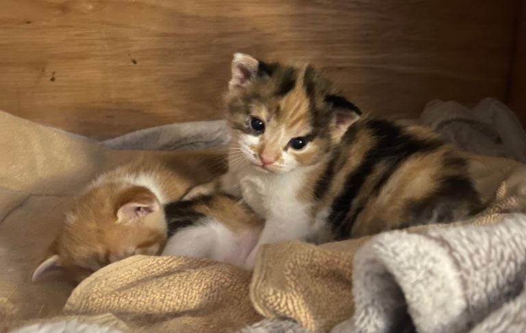 Kitten 