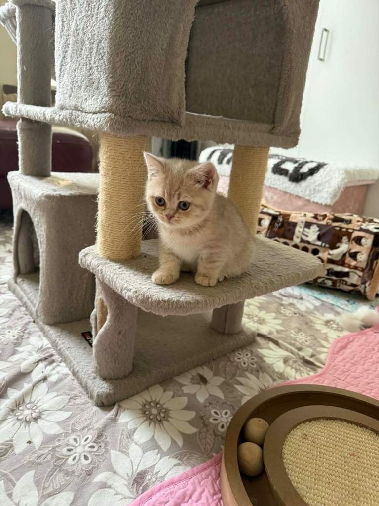 BSH kittens for sale