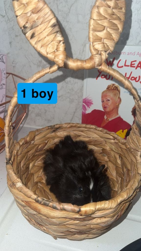 4 baby guinea pigs looking for their forever home