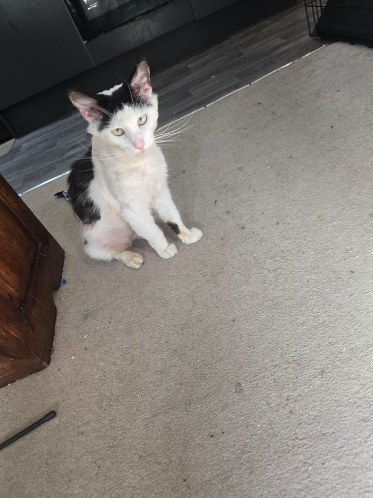 Rescued cat looking for experienced owner