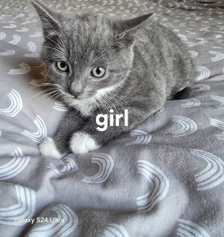 Lovely kittens