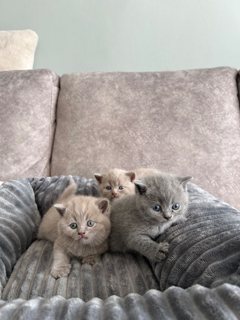 Beautiful British Shorthair kittens for sale
