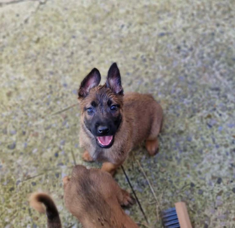 Belgium malinios puppies 