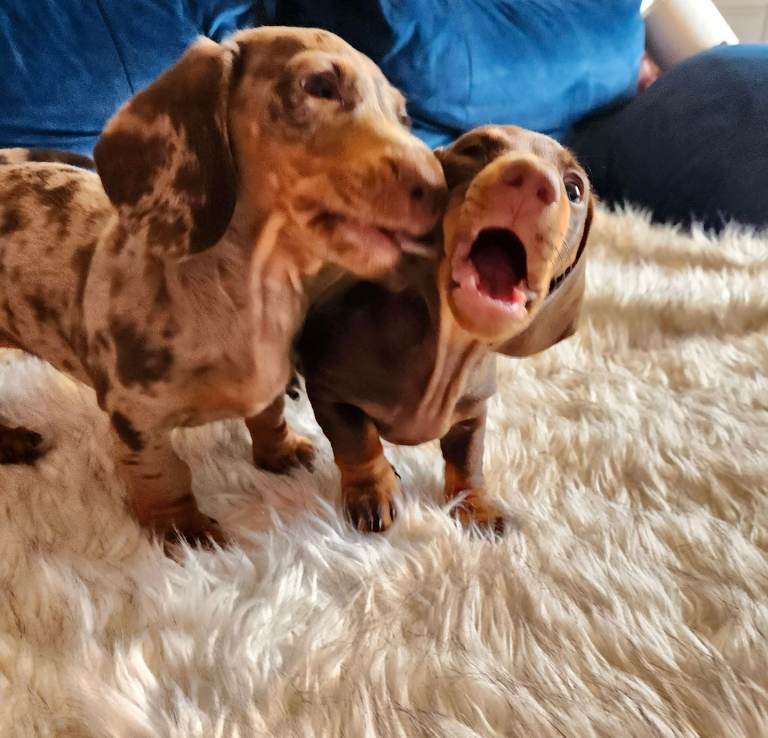 Miniature Dachshund Puppies 