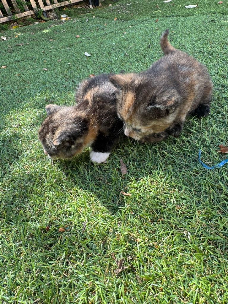 Beautiful mixed kittens boys & girls