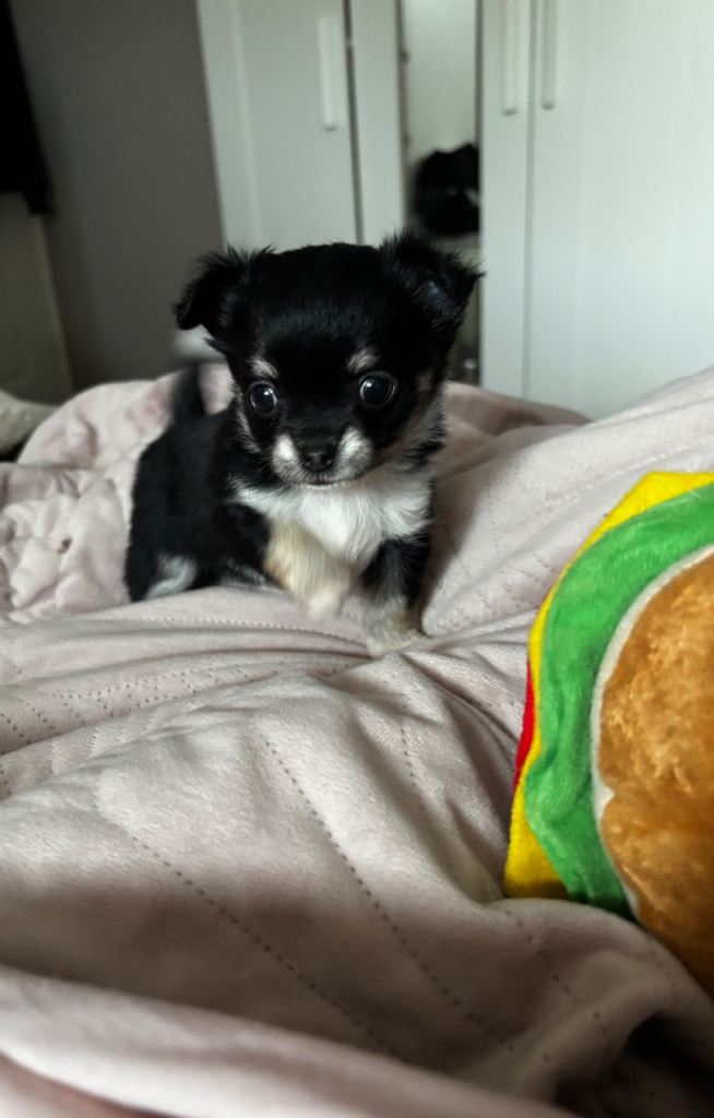 Full Breed Chihuahua Puppies For Sale 