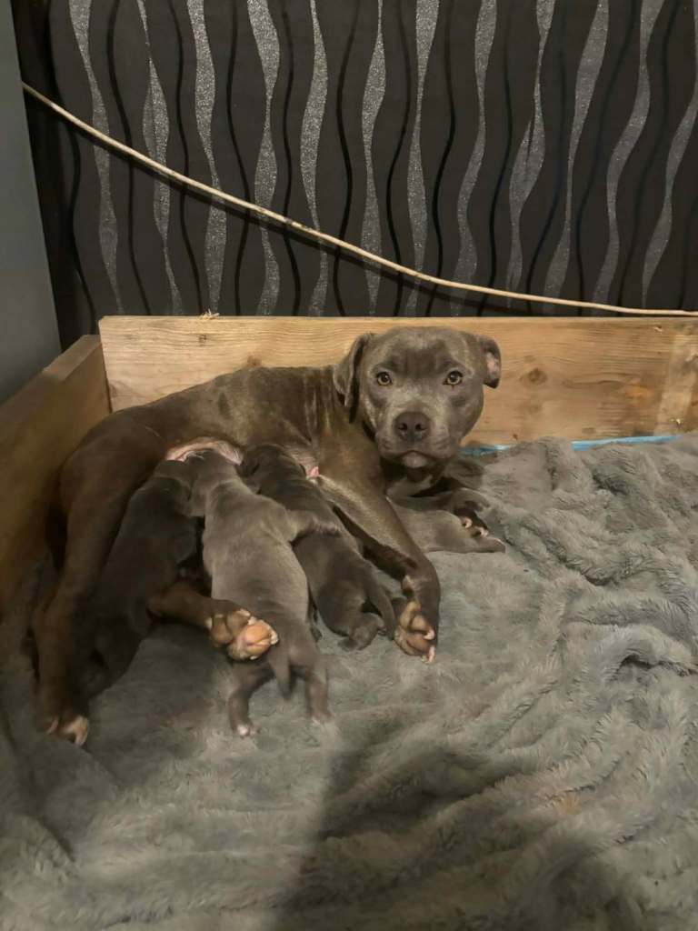 Staffordshire bull terrier blue puppies
