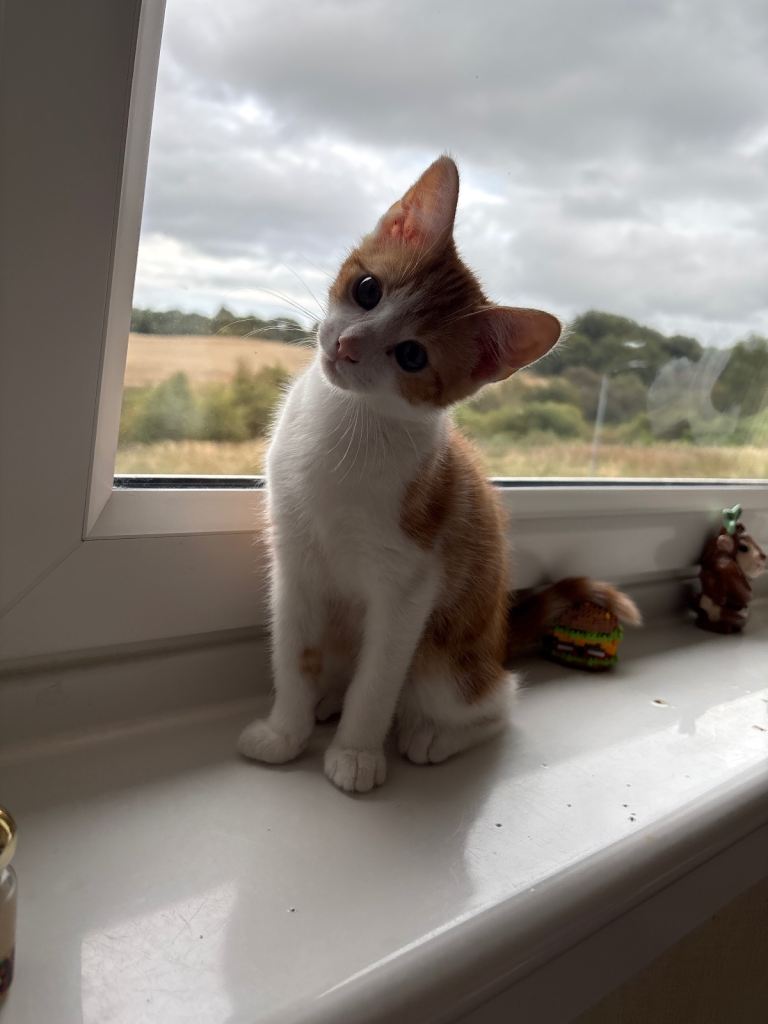 Kitten