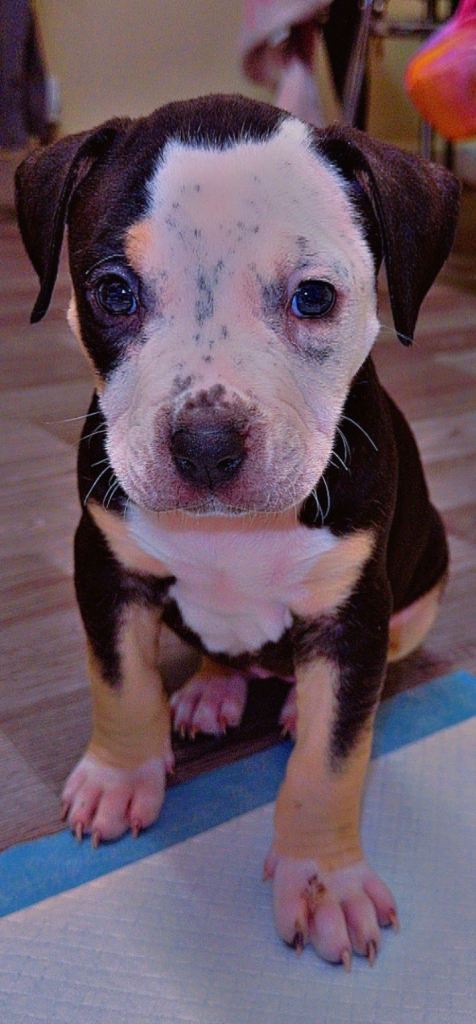 Pup for sale (cannot hold affecting sons breathing )